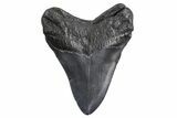 Fossil Megalodon Tooth - South Carolina #299649-1